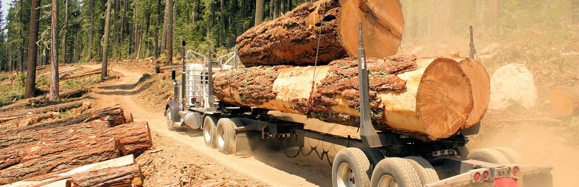 Woodcutter Simulator 2013 Gold