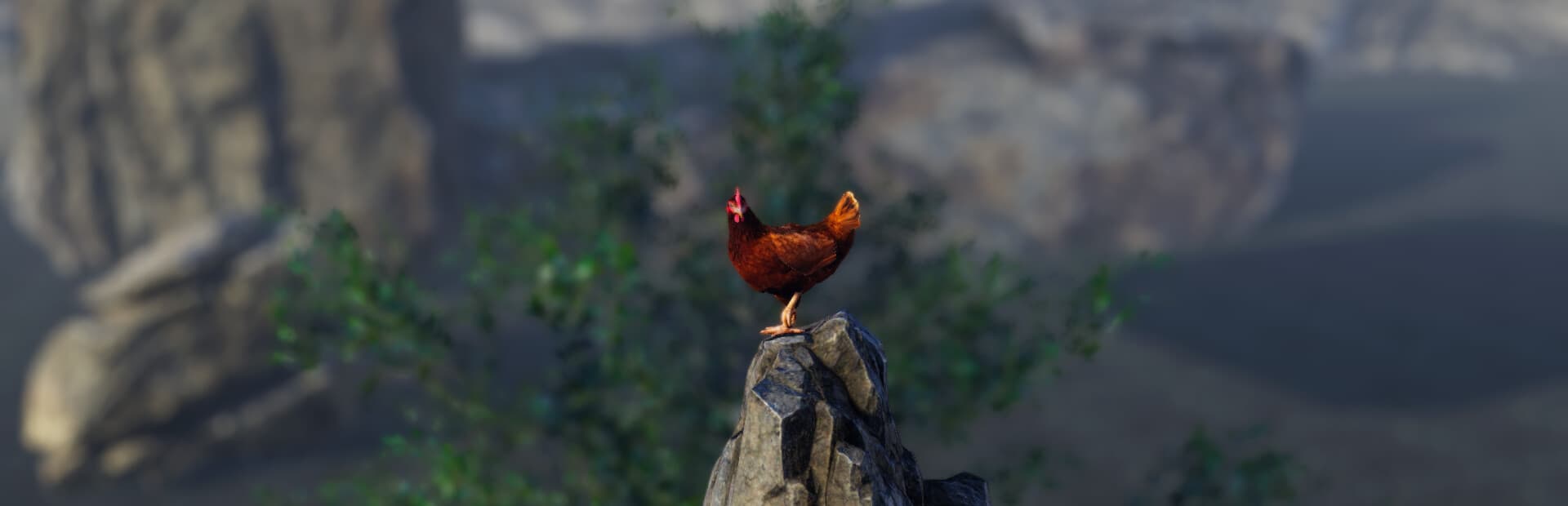 Unlucky Chicken